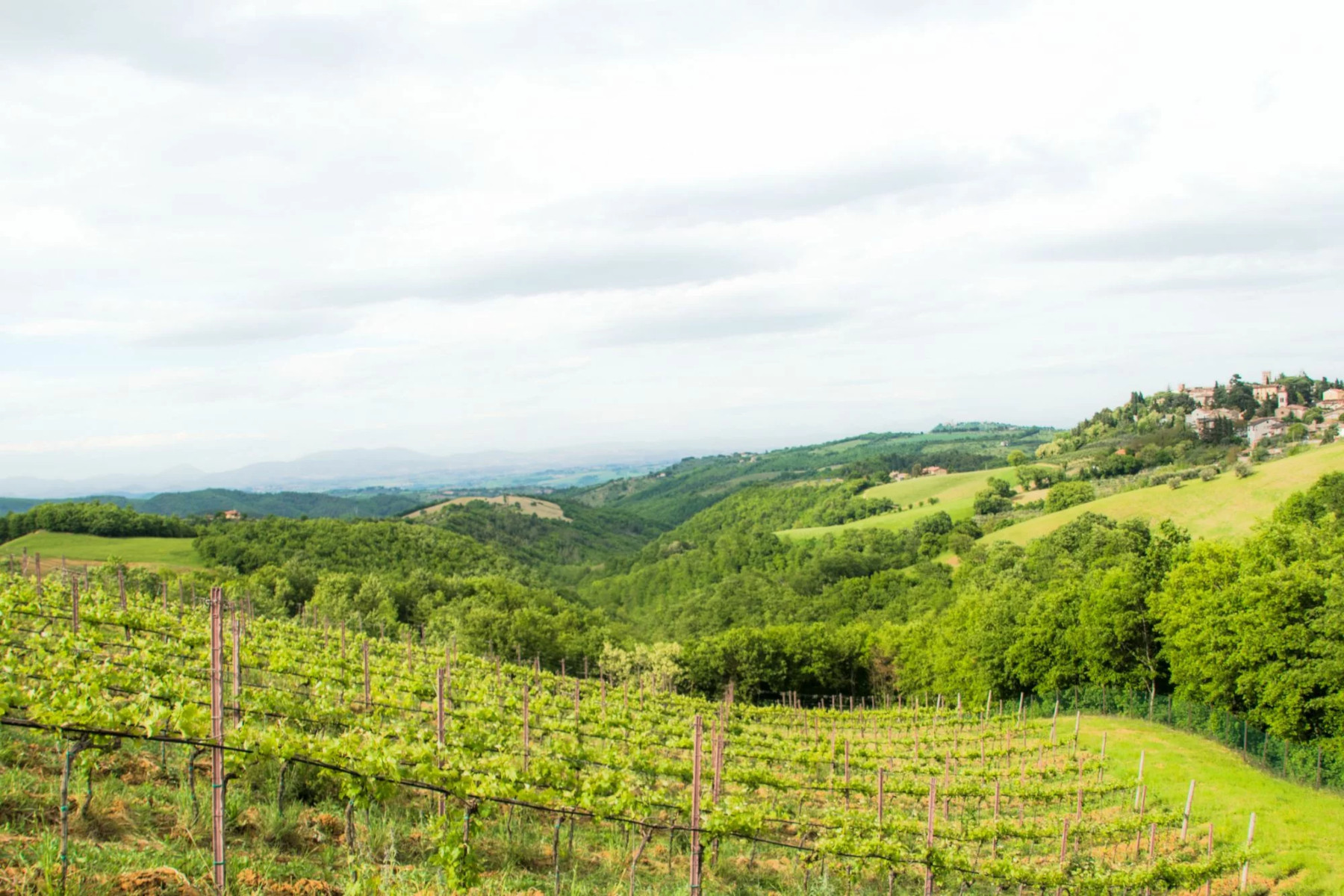 Tenuta Affaitati sceglie OREV® per l’etichetta ambientale e la tracciabilità dei suoi vini