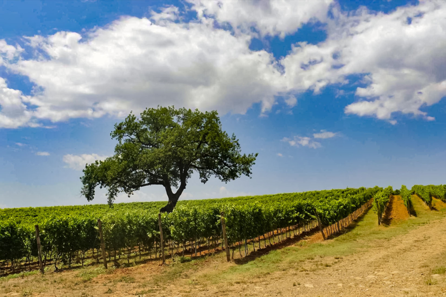 L’Azienda Agricola Purgatorio sceglie OREV® per l’etichetta ambientale e la tracciabilità dei suoi vini