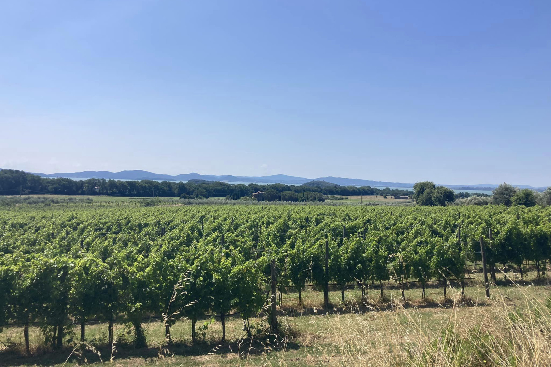 L’Azienda Agricola Stefania Mezzetti sceglie OREV® per l’etichetta ambientale e la tracciabilità dei suoi vini