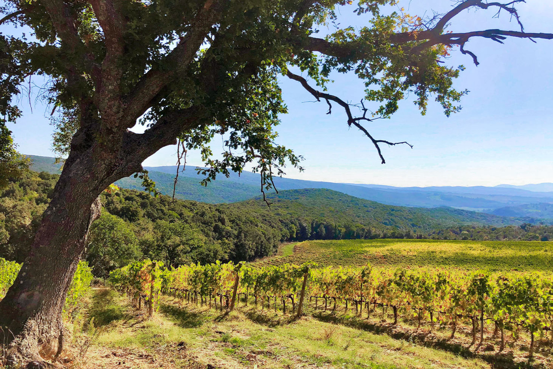 L’Azienda Agricola Le Sode di Sant’Angelo sceglie OREV® per l’etichetta ambientale e la tracciabilità dei suoi vini