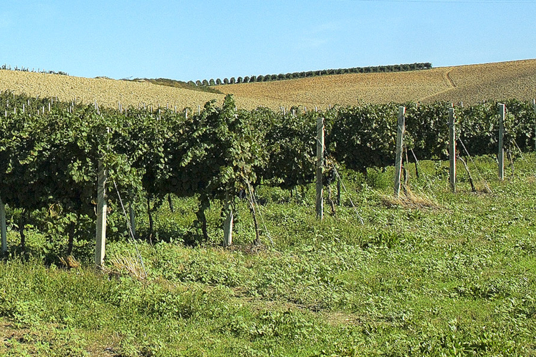 La Tenuta Sant’Isidoro ha scelto il QR-Code di OREV© per l’etichetta elettronica dei suoi vini