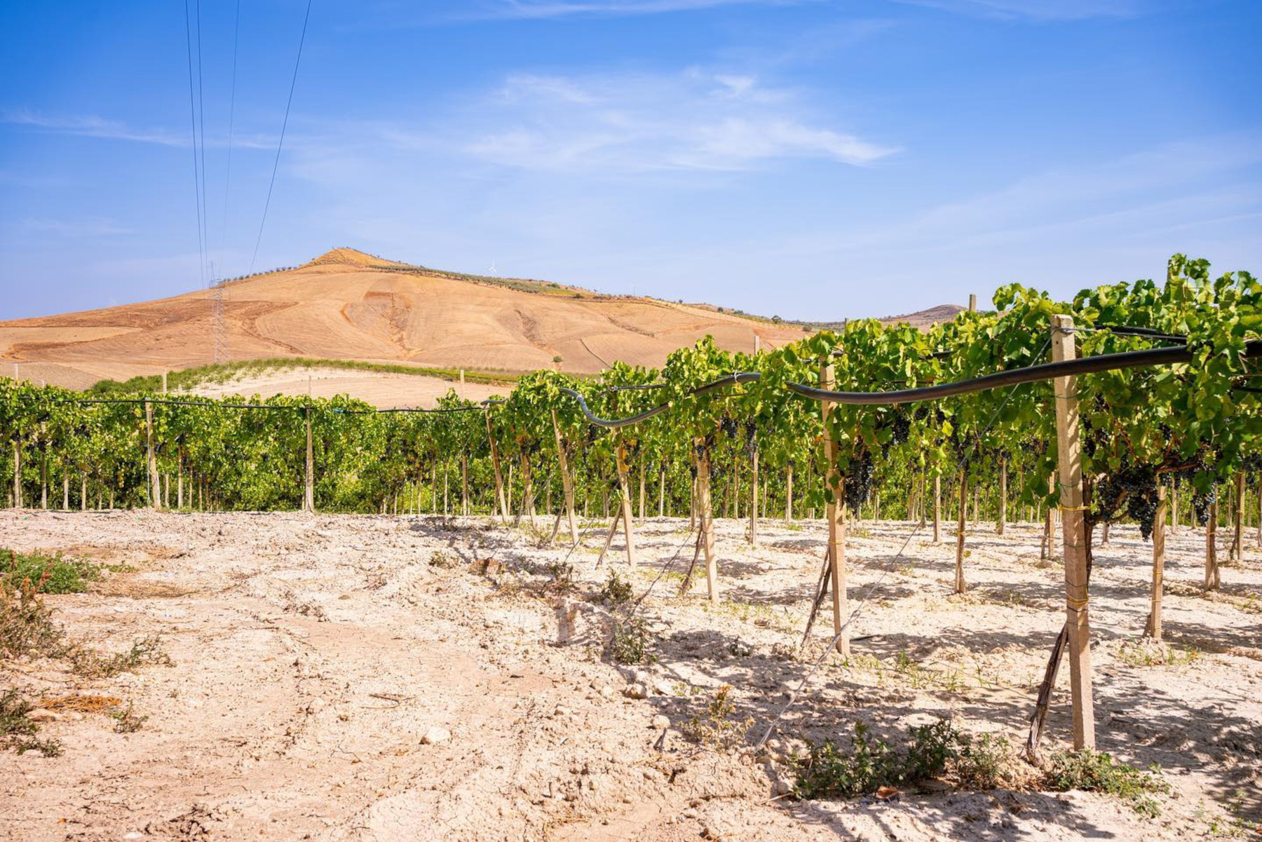 L’azienda Vini Torrisi ha scelto il QR-Code di OREV© per l’etichetta elettronica dei suoi vini