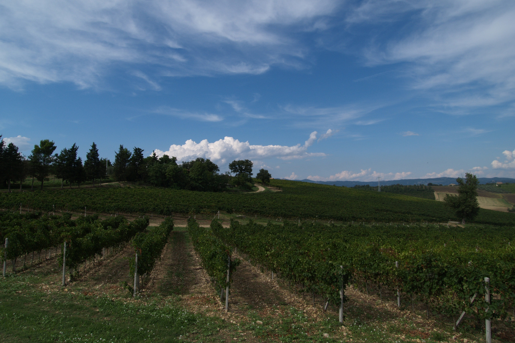 L’Azienda Agricola La Carraia (Orvieto) ha scelto il QR-Code di OREV© per l’etichetta elettronica dei suoi vini