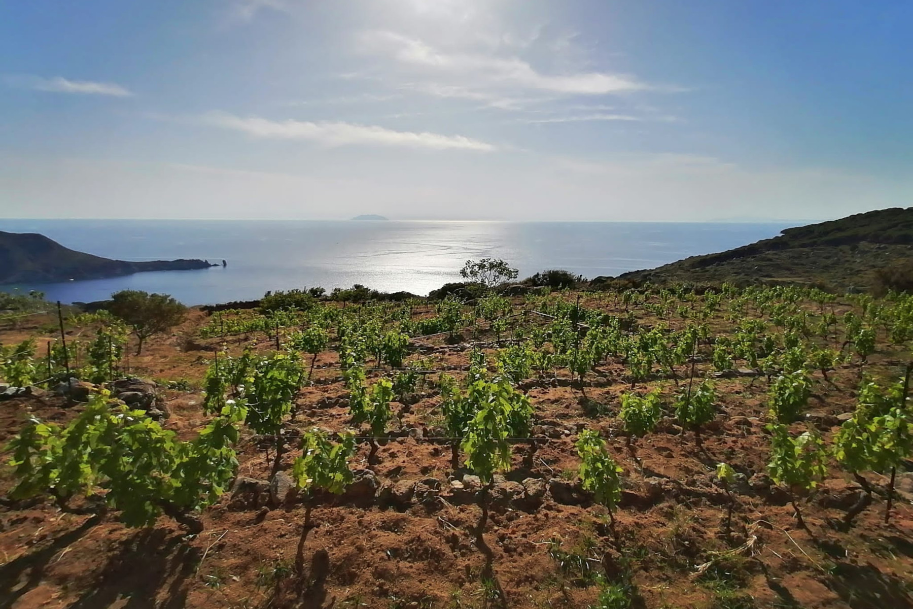 L’Azienda Agricola Castellari Isola del Giglio (Grosseto) ha scelto il QR-Code di OREV© per l’etichetta elettronica del suo vino