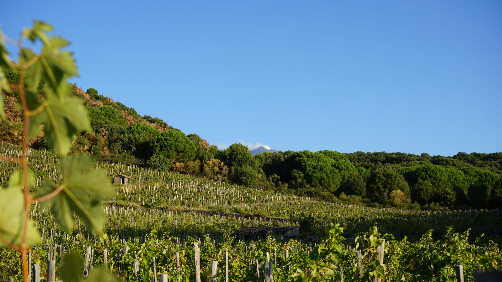 Barone di Villagrande (Milo – Catania) ha scelto il QR-Code di OREV© per l’etichetta elettronica dei suoi vini.